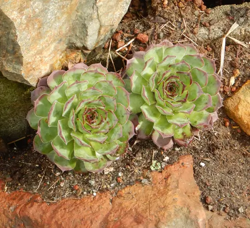 Hen and Chicks (Sempervivum tectorum) potted plant, organic - Image 3