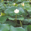 Lotus, Sacred (Nelumbo nucifera) seeds - Image 2