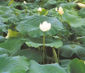 Lotus, Sacred (Nelumbo nucifera) seeds - Image 2
