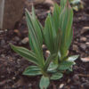 Gentian, Yellow (Gentiana lutea) seeds, organic - Image 2