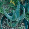 Aloe ferox (Cape Aloe), packet of 30 seeds
