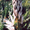 Asphodel (Asphodelus albus), packet of 10 seeds, organic - Image 3