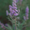 Chaste Tree (Vitex agnus-castus) tree in a 9-inch pot, organic - Image 2