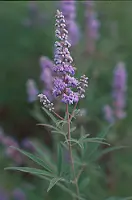 Chaste Tree (Vitex agnus-castus) tree in a 9-inch pot, organic - Image 2