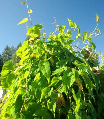 He-shou-wu (Polygonum multiflorum) potted plant, organic | Strictly ...