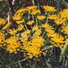 Fennel, Common (Foeniculum vulgare) seeds, organic [WA NO] - Image 4
