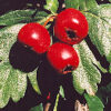 Hawthorn, Wild Form (Crataegus monogyna) potted tree, Organic - Image 6