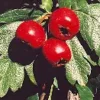 Hawthorn, Wild Form (Crataegus monogyna) seeds, organic - Image 2