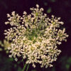 Queen Anne's Lace (Daucus carota) seeds, Organic [WA no] - Image 4