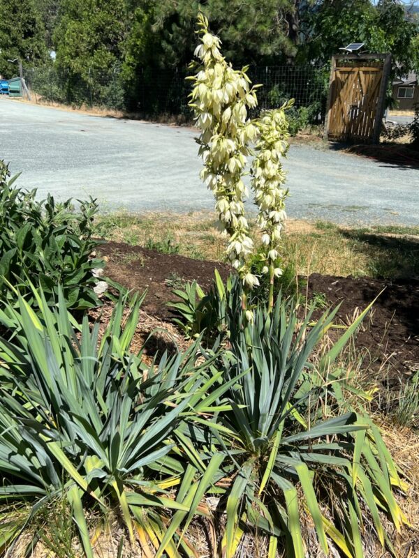 Yucca, Common (Yucca filamentosa), packet of 20 seeds