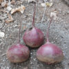 Beet, Detroit Dark Red (Beta vulgaris) seeds, organic - Image 2