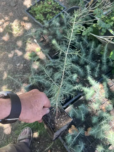 Cedar of Lebanon (Cedrus libani) potted tree in a 9-inch-deep pot, organic