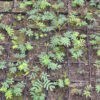 Acacia, Maiden's Wattle (Acacia maidenii), packet of 5 seeds