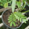 Acacia, Maiden's Wattle (Acacia maidenii), packet of 5 seeds - Image 2