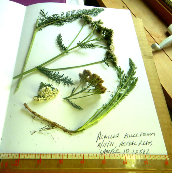 Yarrow, Official (Achillea millefolium) seeds, organic - Image 3