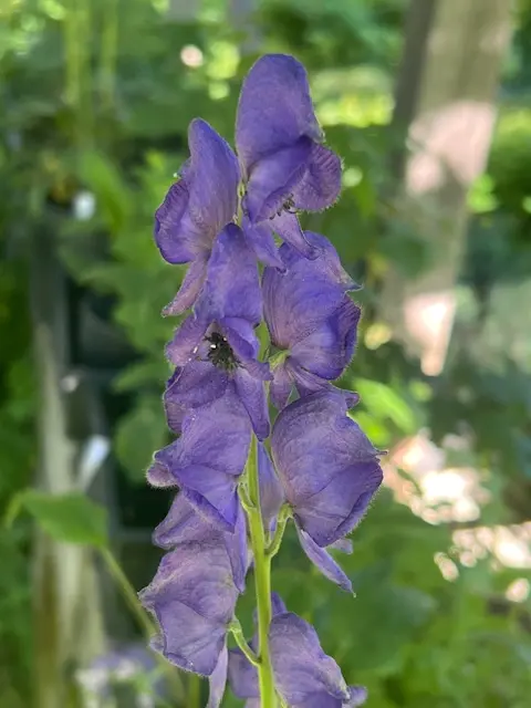Aconite, Monkshood (Aconitum napellus) potted plant, organic - Image 7