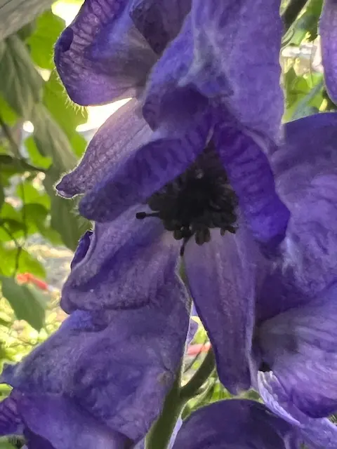 Aconite, Monkshood (Aconitum napellus) potted plant, organic - Image 4