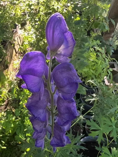 Aconite, Monkshood (Aconitum napellus) potted plant, organic - Image 6