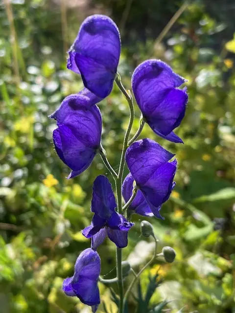 Aconite, Monkshood (Aconitum napellus) potted plant, organic - Image 8