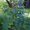 Aconite, Chinese (Aconitum carmichaeli), packet of 50 seeds - Image 6