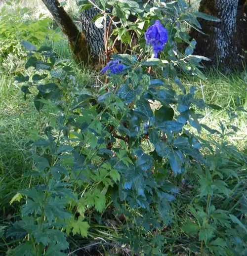 Aconite, Chinese (Aconitum carmichaeli), packet of 30 seeds - Image 6