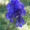 Aconite, Chinese (Aconitum carmichaeli), packet of 50 seeds