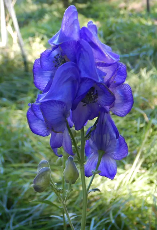 Aconite, Chinese (Aconitum carmichaeli), packet of 30 seeds