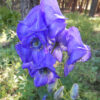 Aconite, Chinese (Aconitum carmichaeli), packet of 50 seeds - Image 5
