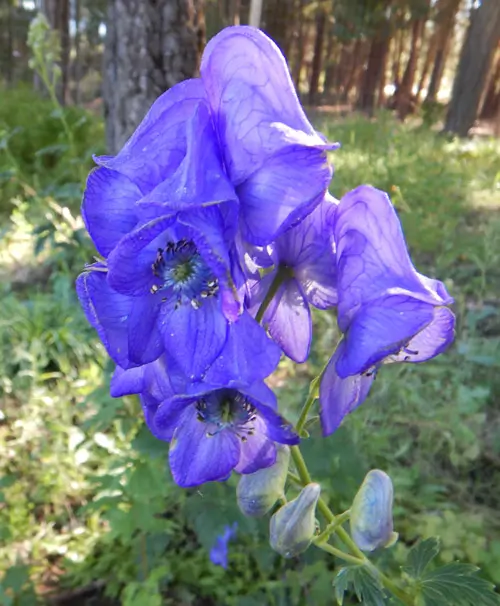 Aconite, Chinese (Aconitum carmichaeli), packet of 30 seeds - Image 5
