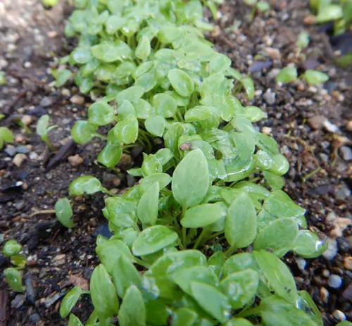 Aconite, Monkshood (Aconitum napellus), packet of 30 seeds - Image 3