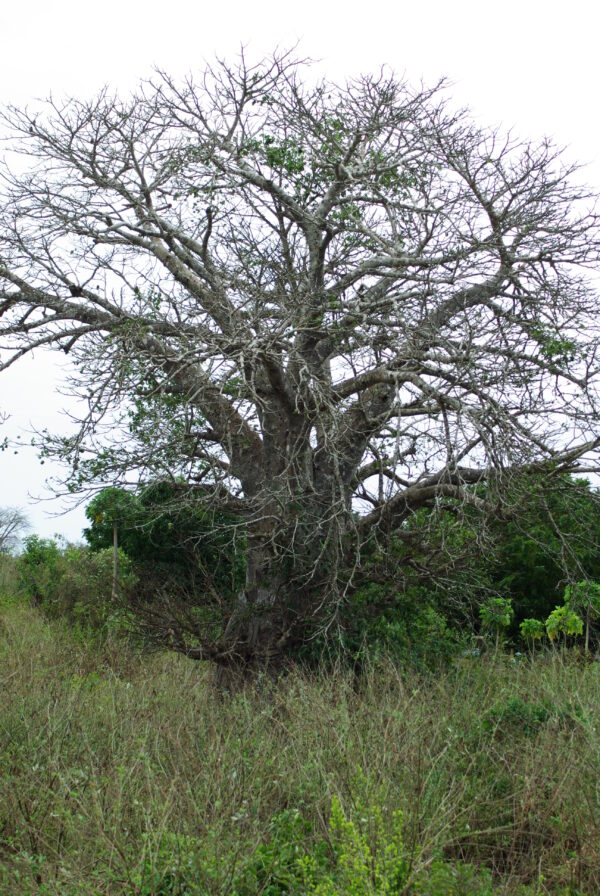 Baobab Tree (Adansonia digitata), packet of 5 seeds - Image 10