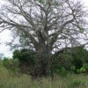 Baobab Tree (Adansonia digitata), packet of 5 seeds - Image 10