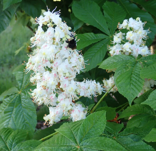 Horse Chestnut (Aesculus hippocastanum) seeds, organic [INTL NO] - Image 6