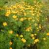 Marigold, African "Tururu" (Tagetes erecta) seeds, organic - Image 2