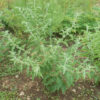 Ashwagandha, African Ecotype (Withania somnifera) seeds, organic