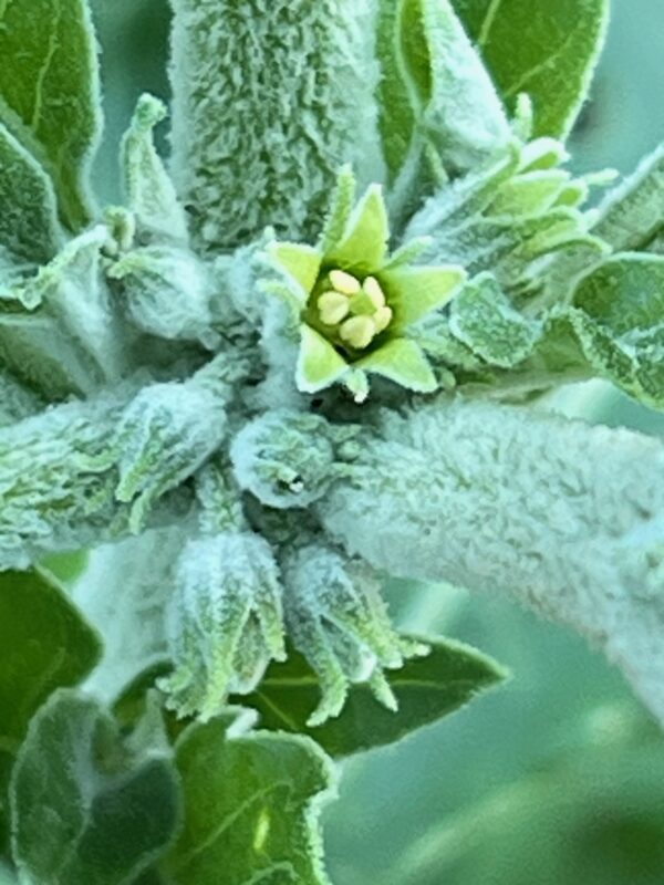Ashwagandha, African Ecotype (Withania somnifera) seeds, organic - Image 9
