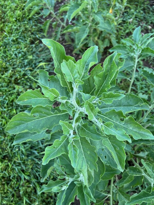 Ashwagandha, African Ecotype (Withania somnifera) seeds, organic - Image 10