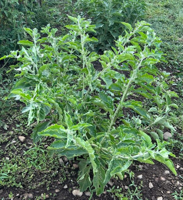 Ashwagandha, African Ecotype (Withania somnifera) seeds, organic - Image 8