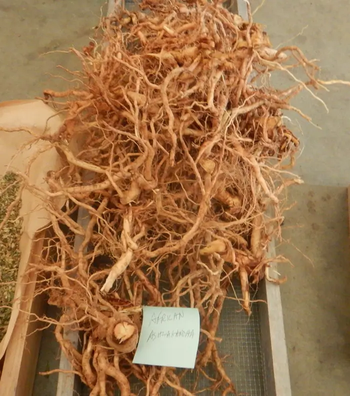 Ashwagandha, African (Withania somnifera), Select Dried Ground Root, 50 g bag, organic, select - Image 4