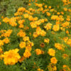 Marigold, African "Tururu" (Tagetes erecta) seeds, organic
