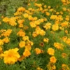Marigold Set (4 seed packets): Marigolds--African Tururu, Desert, French Petite and Mexican Marigold - Image 5