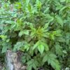 Agrimony, Common (Agrimonia eup.) packet of 10 seeds, organic