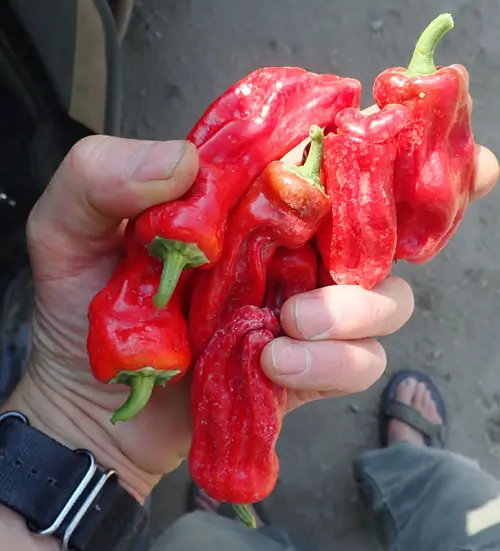Pepper, Aleppo (Capsicum annuum), packet of 20 seeds, organic - Image 6