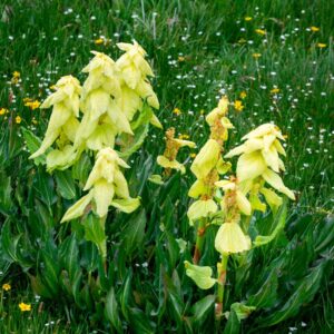 Alexander Rhubarb (Rheum alexandrae) Plants