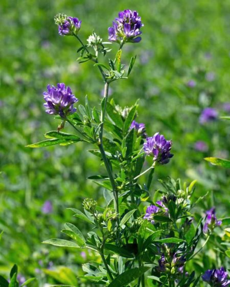Alfalfa (Medicago sativa) flowers