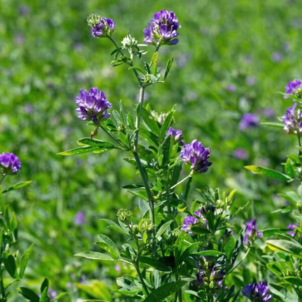Alfalfa (Medicago sativa) flowers