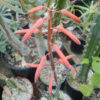 Aloe variegata (Tiger Aloe), packet of 20 seeds