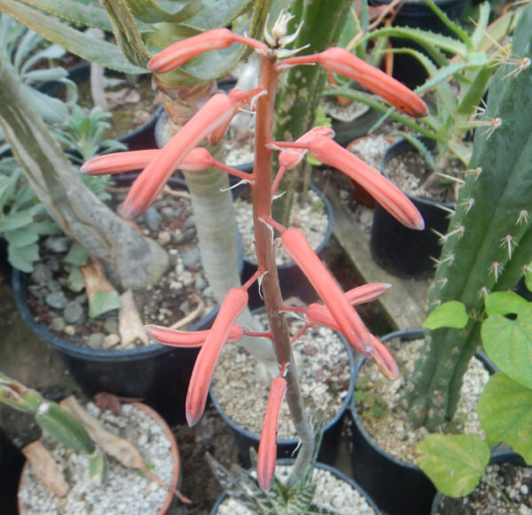 Aloe variegata (Tiger Aloe), potted plant, organic - Image 4