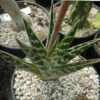 Aloe variegata (Tiger Aloe), packet of 20 seeds - Image 2