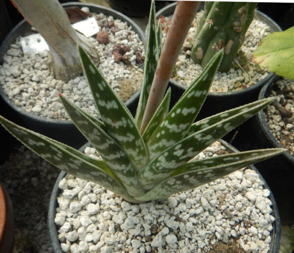 Aloe variegata (Tiger Aloe), potted plant, organic - Image 2